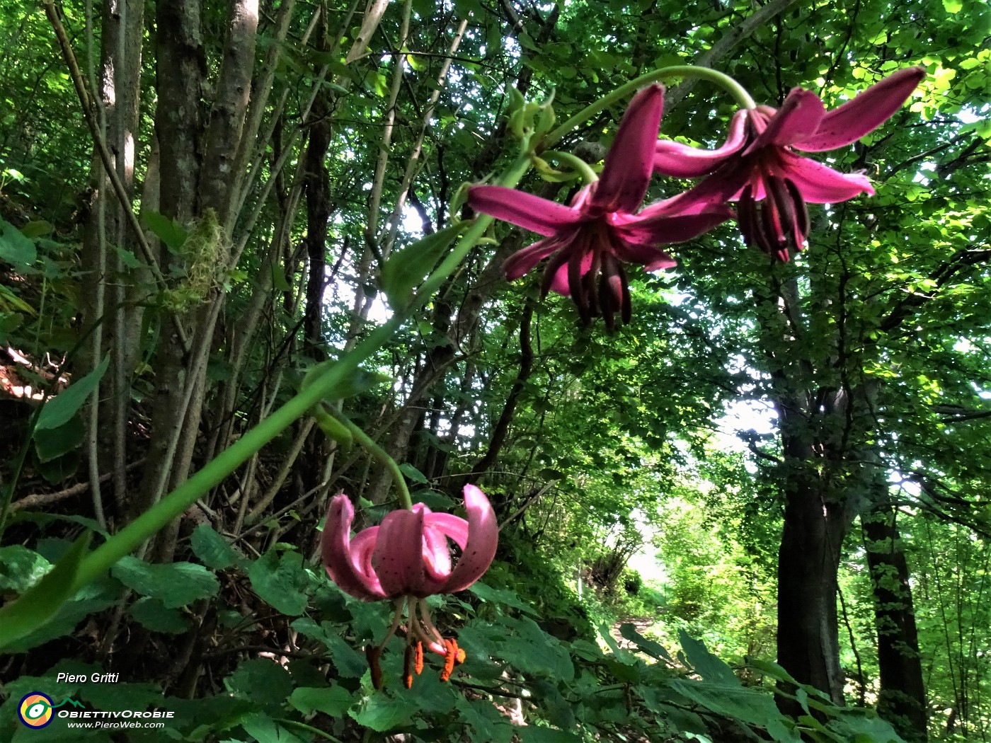 23  Lilium martagon (Giglio martagone).JPG